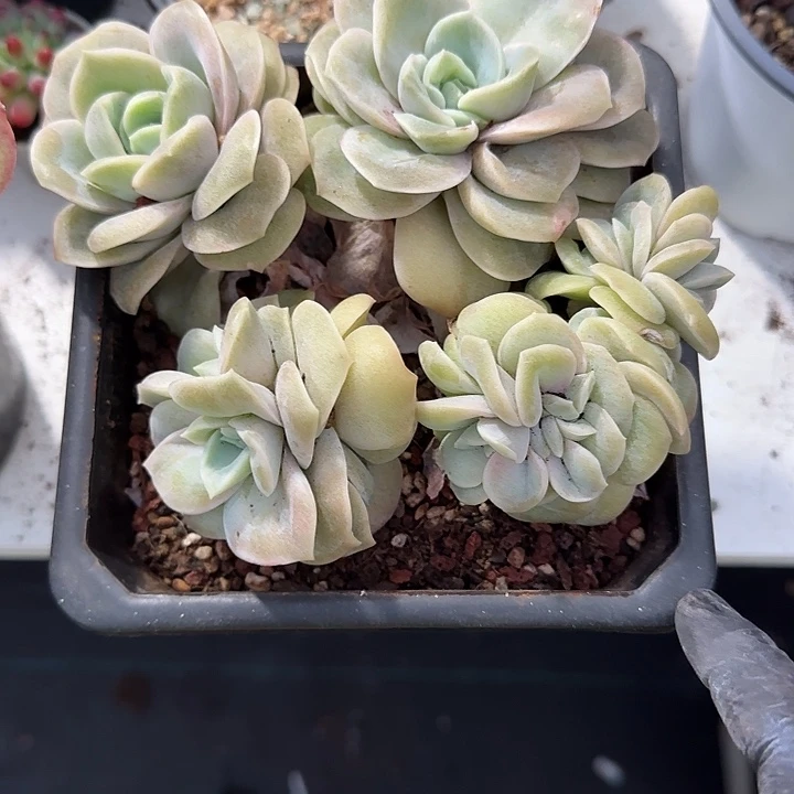 青蛙王子儿童牙膏套装11