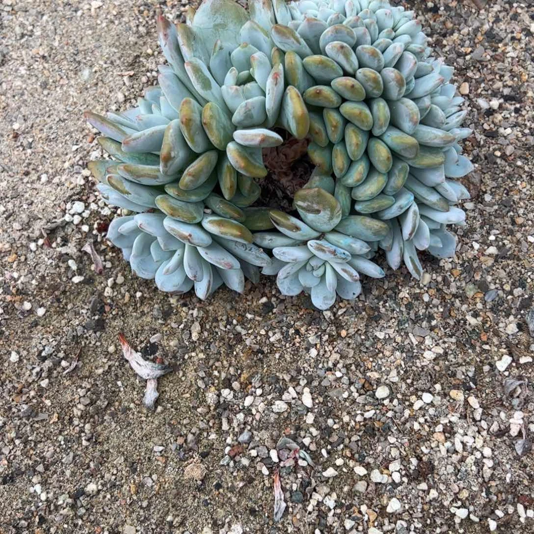 细菌学家开心开车看小空调开