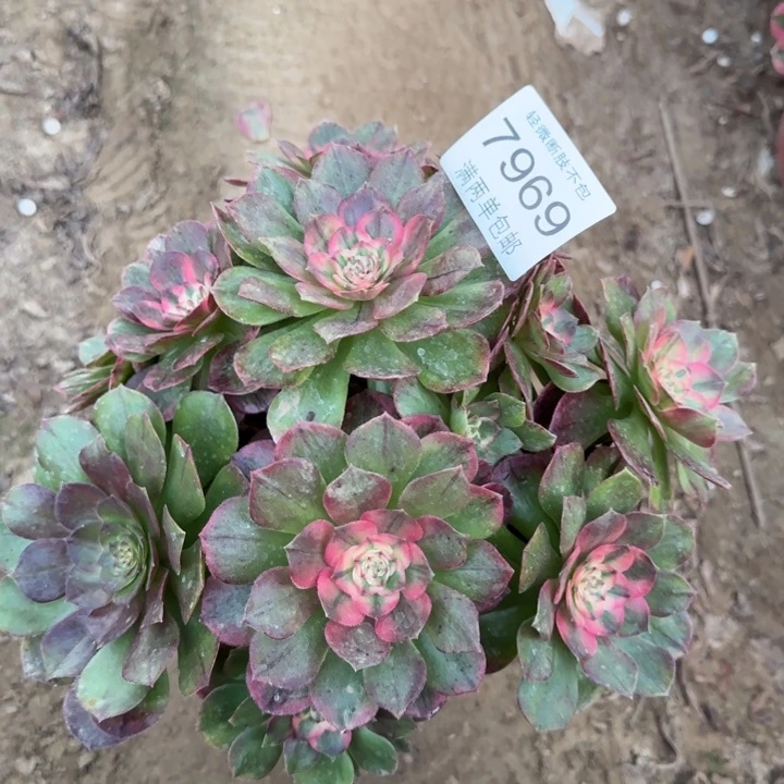 7969荔枝多肉植物