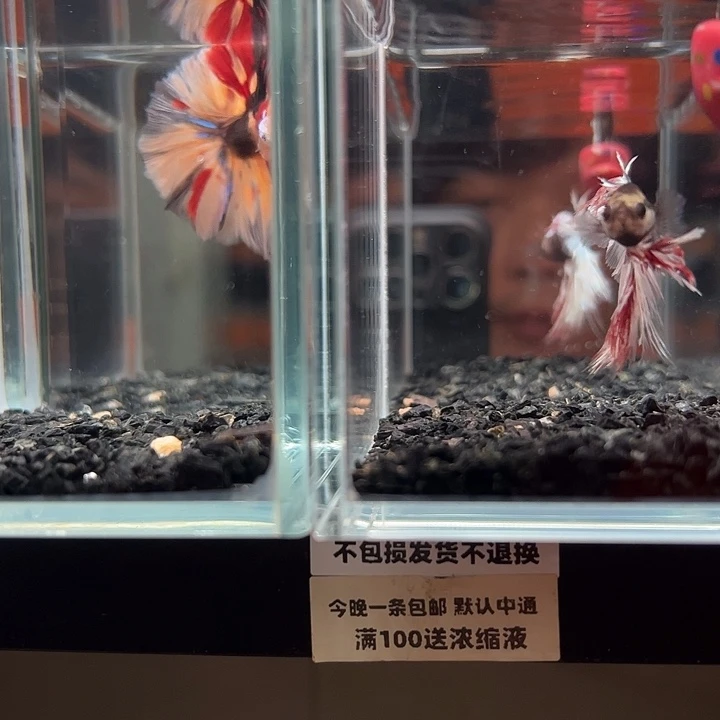 斗鱼竞拍跑单拉黑19日71+108