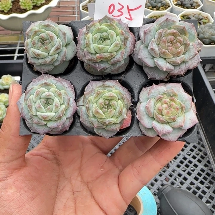 暗纹胖子满18包邮035
