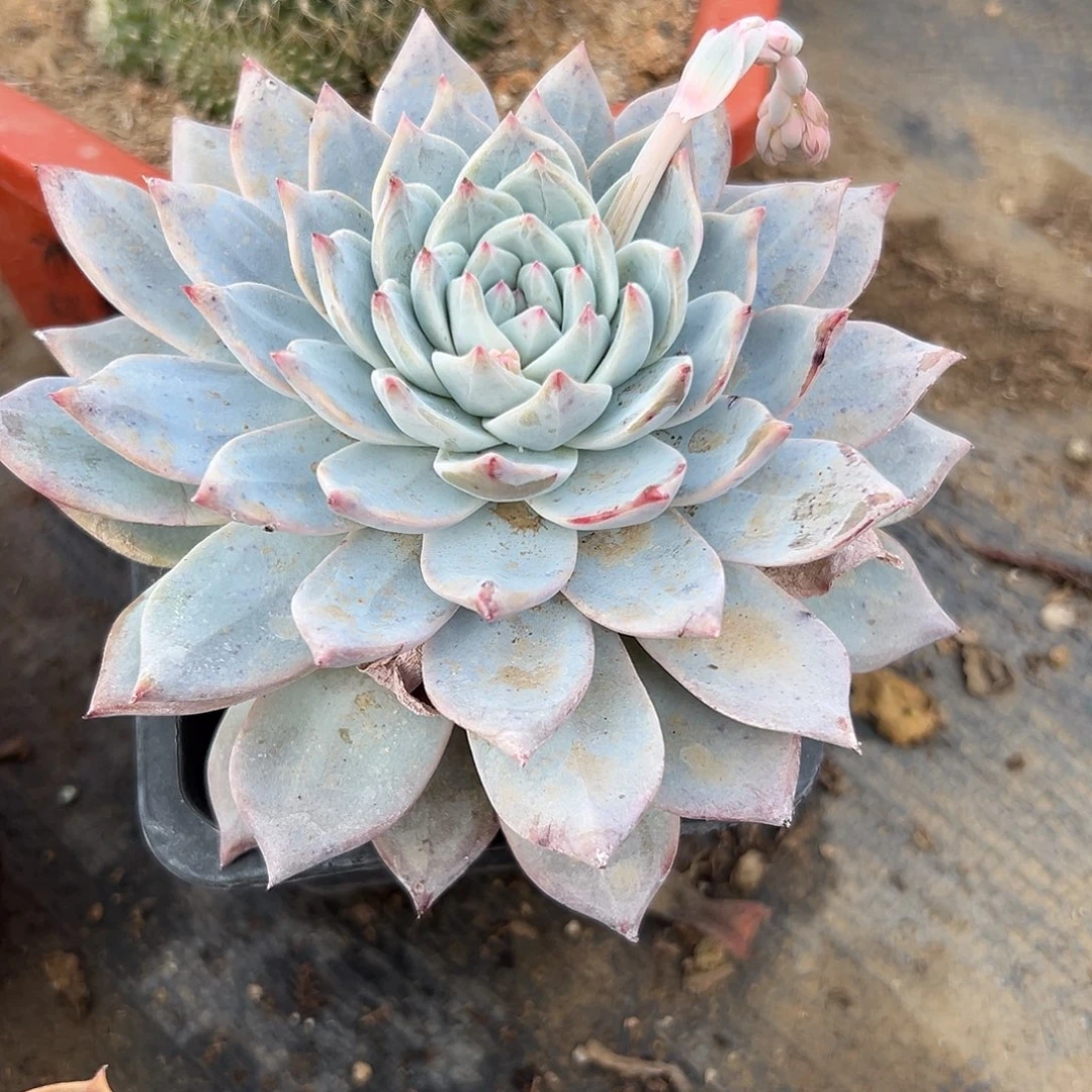 多肉植物粉蓝鸟单头