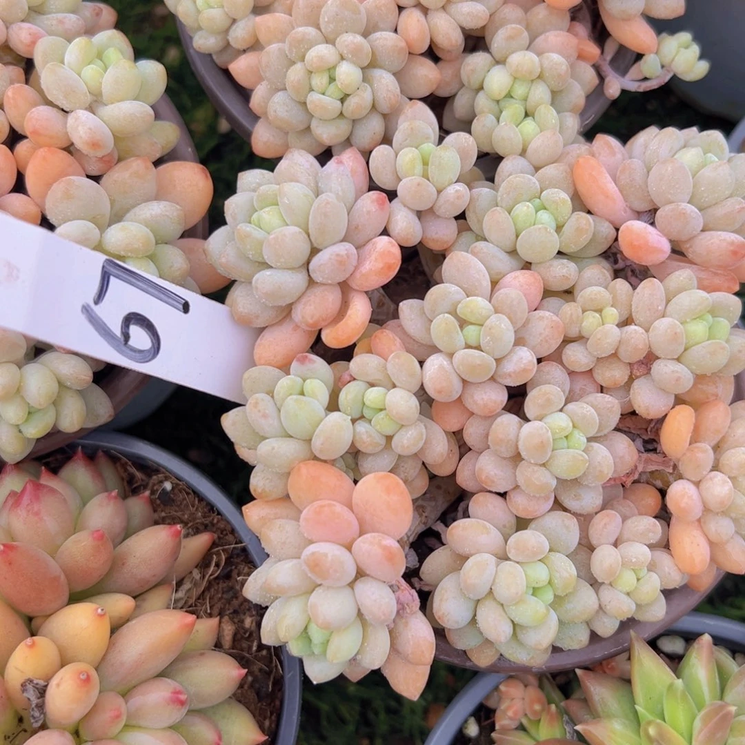 香玉的故事是一个人的故事