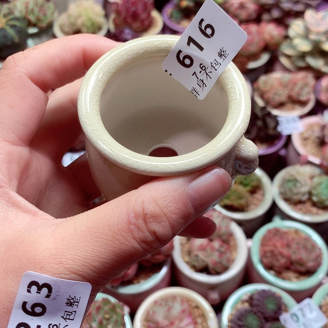 精控拇指盆多肉7.6616