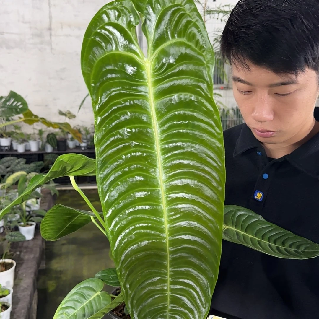 无花朵火鹤王花烛（叶长53）