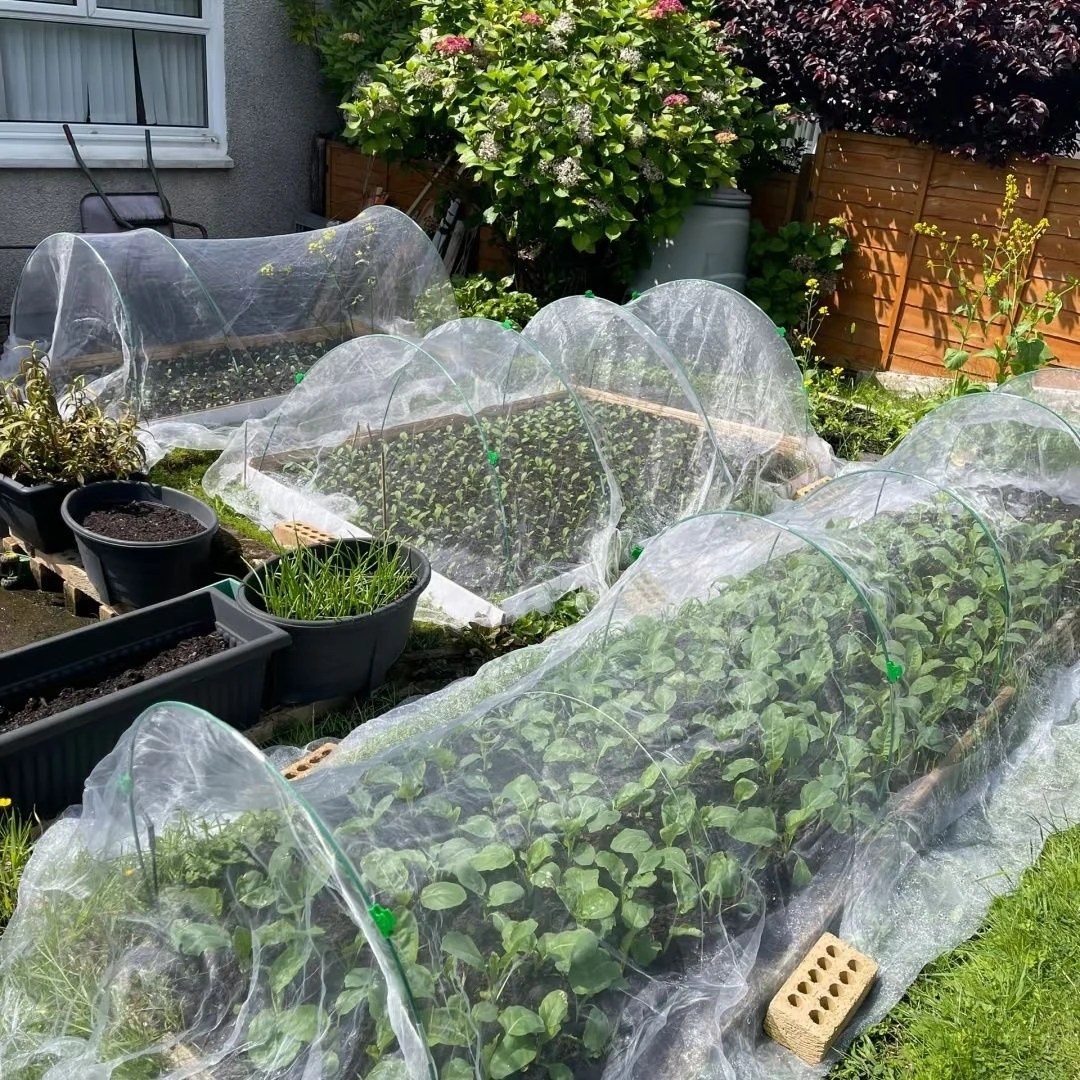 80目防虫网种菜专用网防虫罩菜苗菜地果园网蔬菜防鸟罩加密纱网