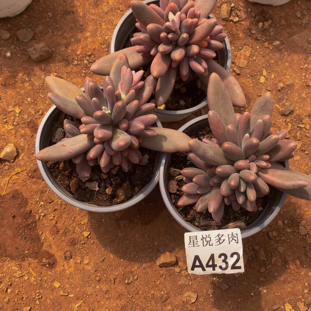 星悦多肉      A432