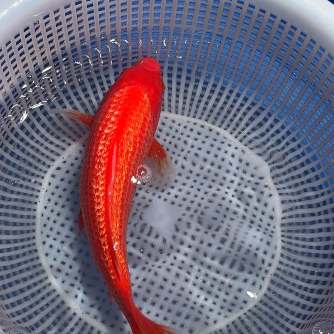 锦鲤精品甄选血统锦鲤