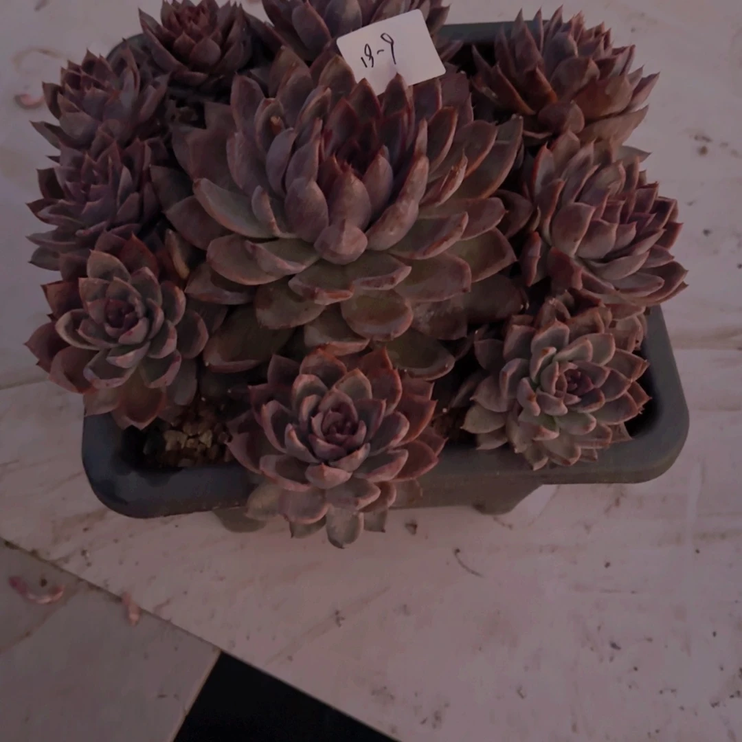 风***19-9水晶杂多肉植物