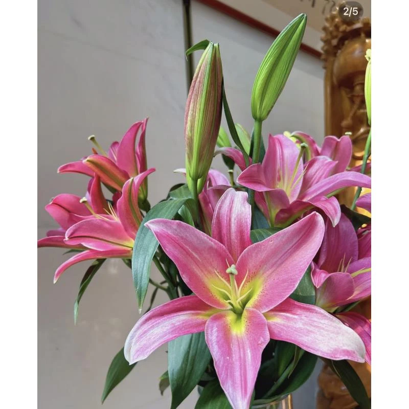 罗宾香水百合 10朵