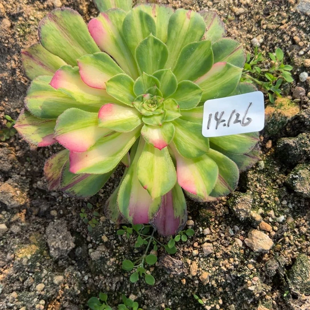 126知否。知否多肉多肉