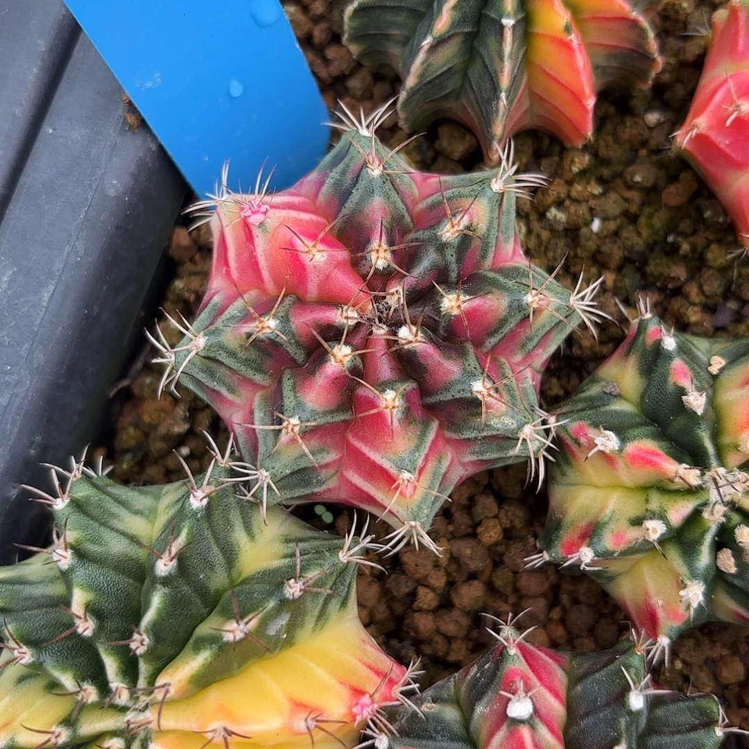 Z1007-1118泰国米哈小粉