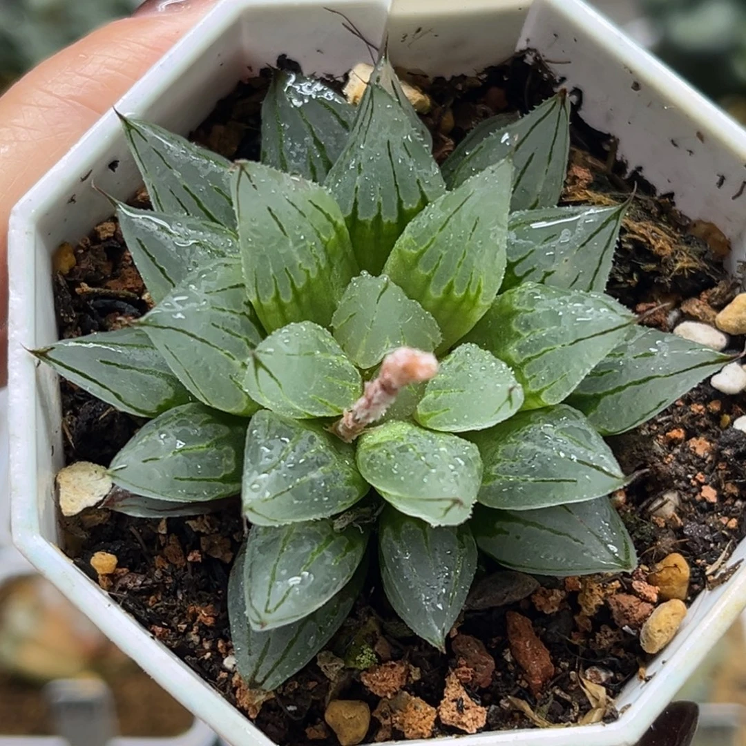 51西亚姬福利专场