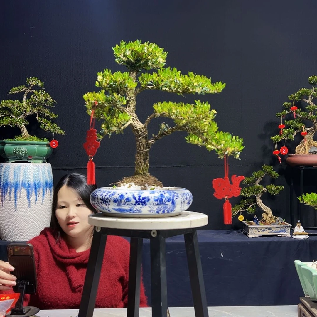 绿植J*N广东皱皮黄杨