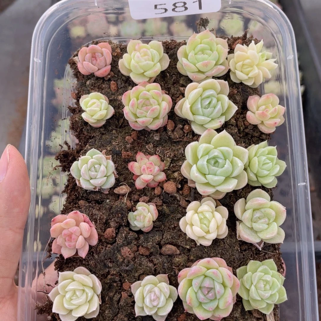云糖心多肉植物581