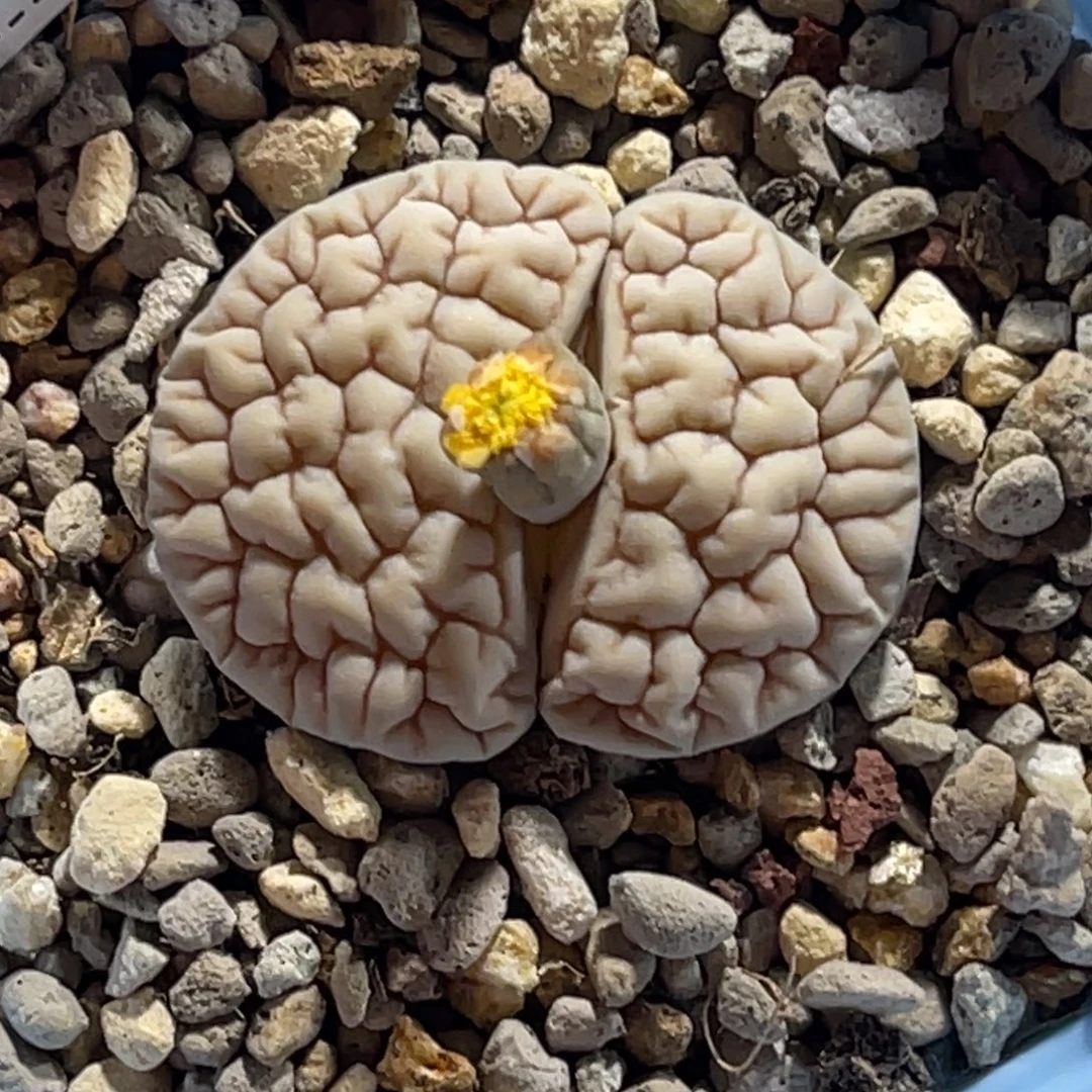 7922连纹凹凸脑纹1891