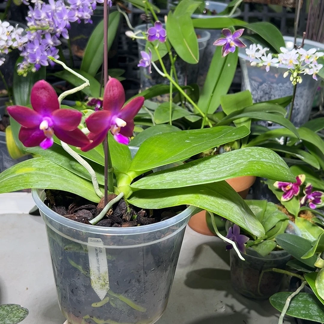 媛***师大部分开放少量花苞