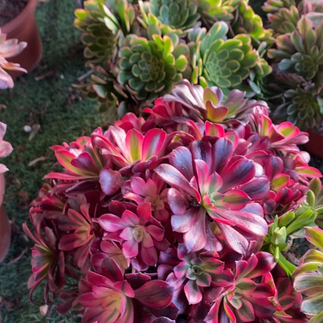 朝霞➕美杜莎1颗多肉