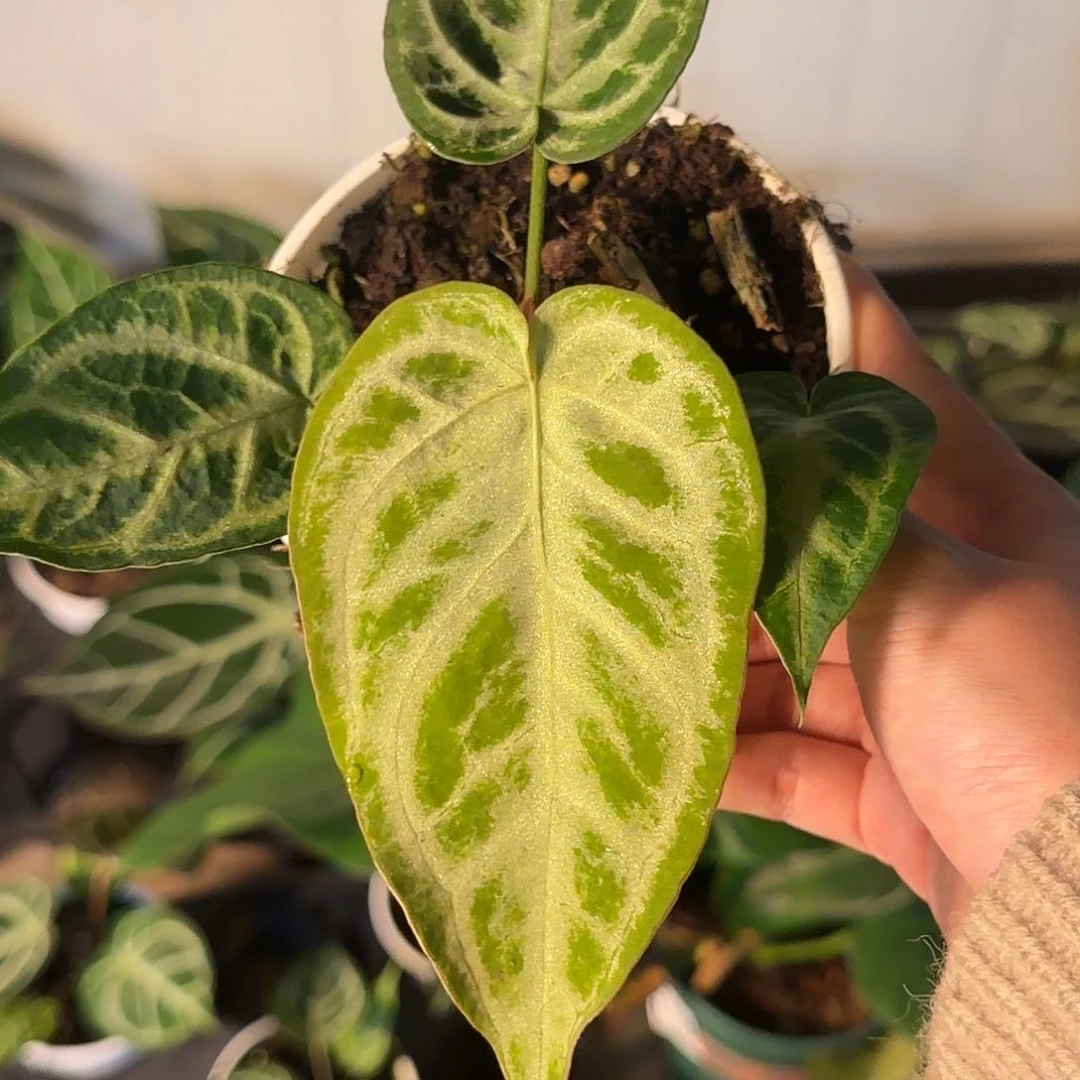 是***吖完全开放一物一拍A26