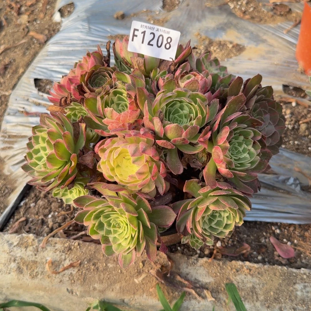 1208海王。多肉植物