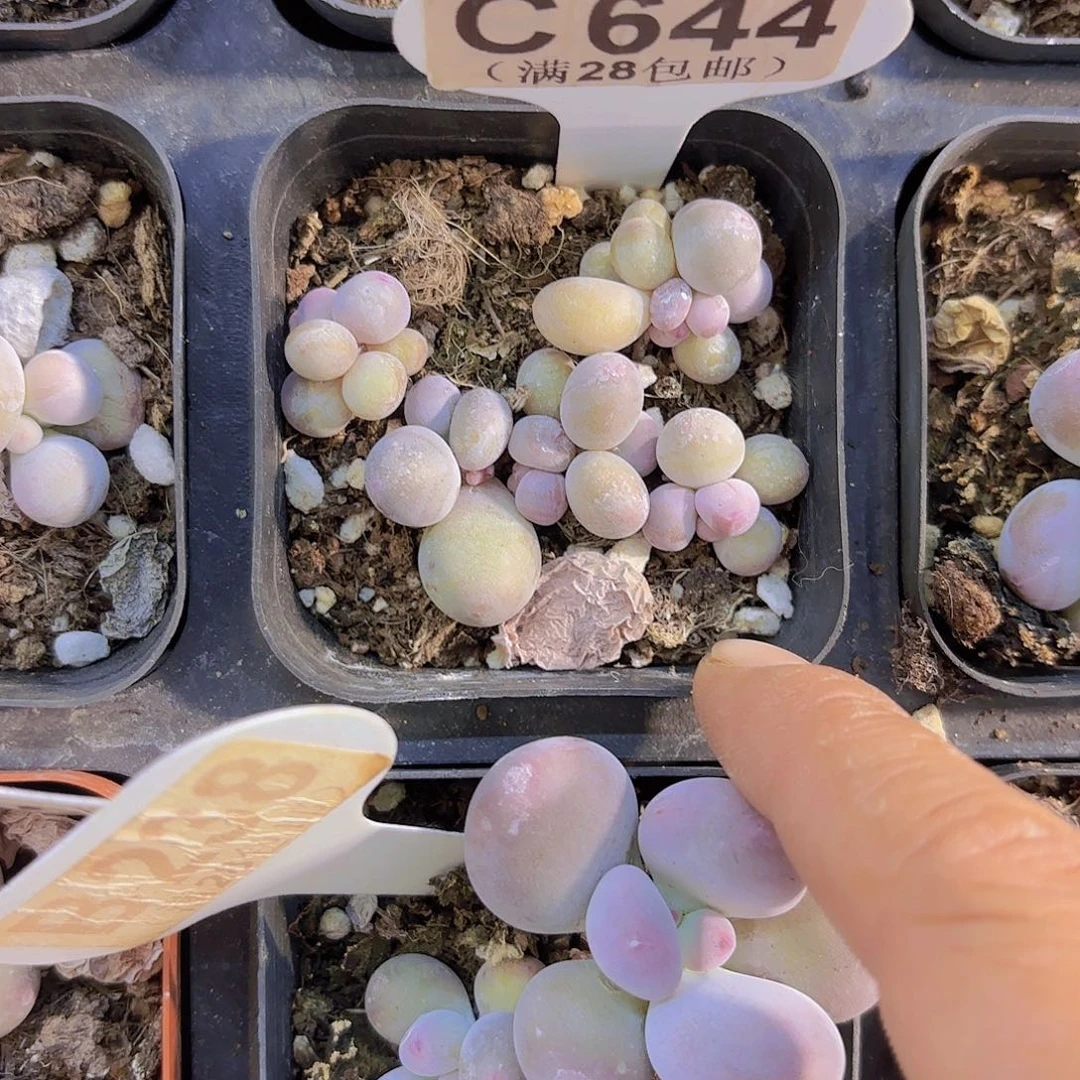 C644彩虹奶一物一拍