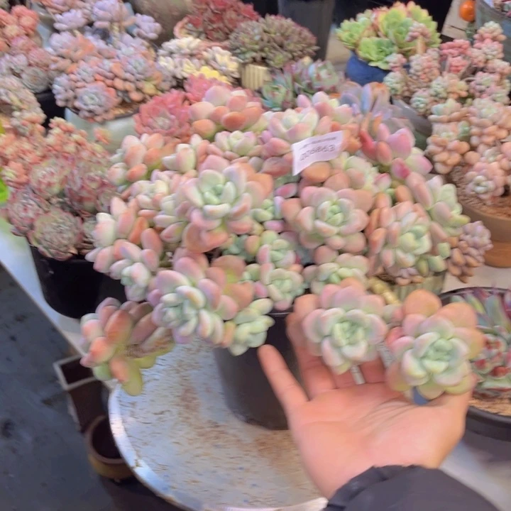 多肉一物一拍6863