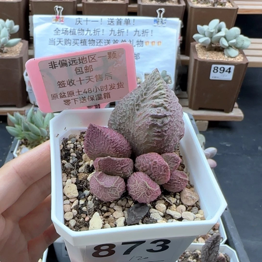 873巨猪宝多肉植物