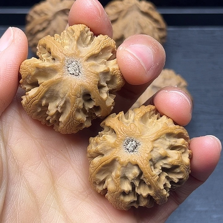 木质类秦岭突突突突突突