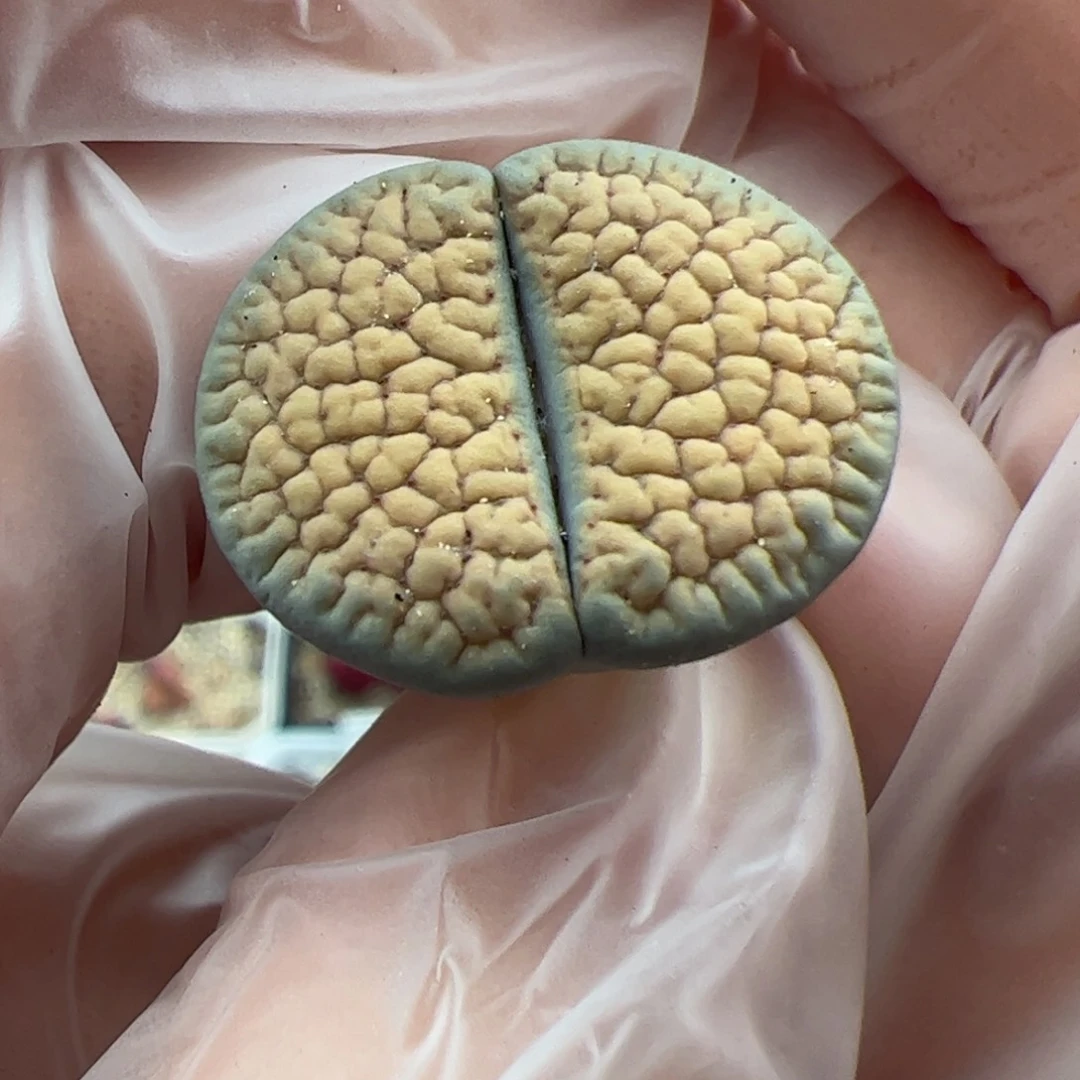 0278号 朝贡多肉植物