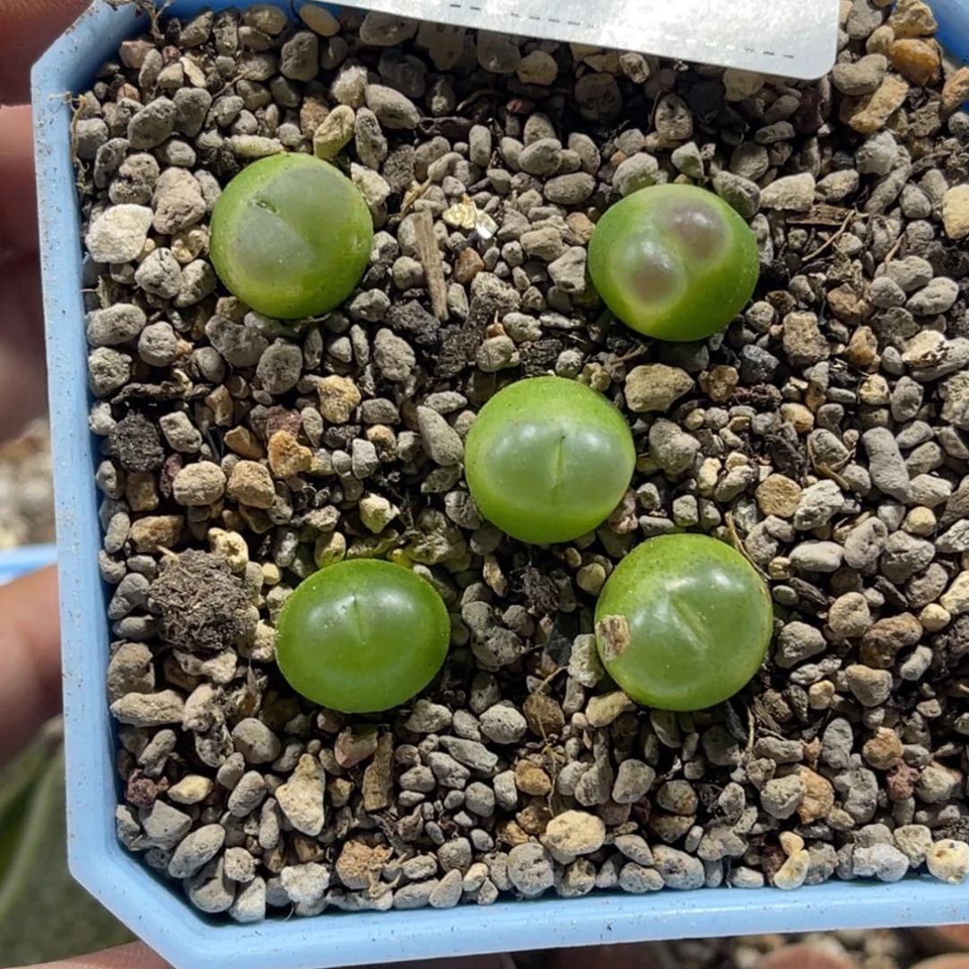 3846拉登5颗尺寸1.2
