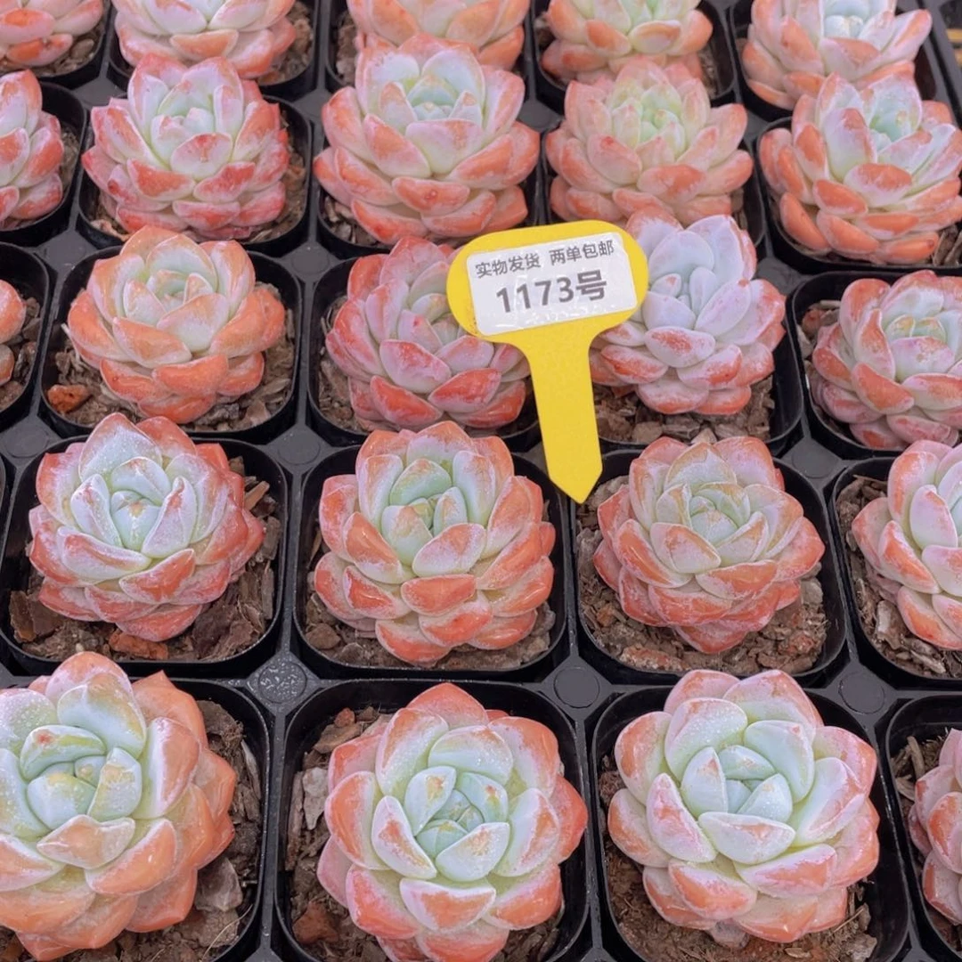 1173号 肥胖奶油大白兔单头一个