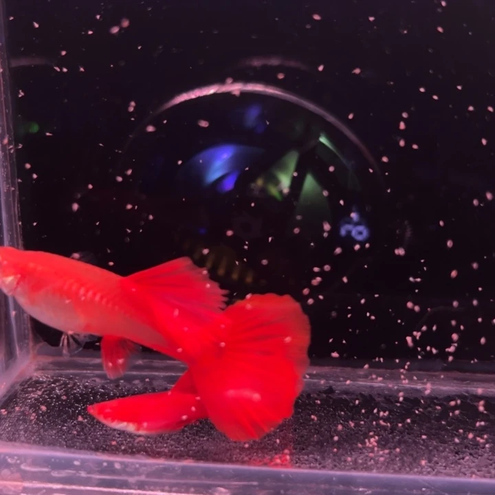 孔雀鱼血红大背1对