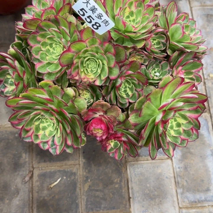 维****年海王丛林福利558肉肉