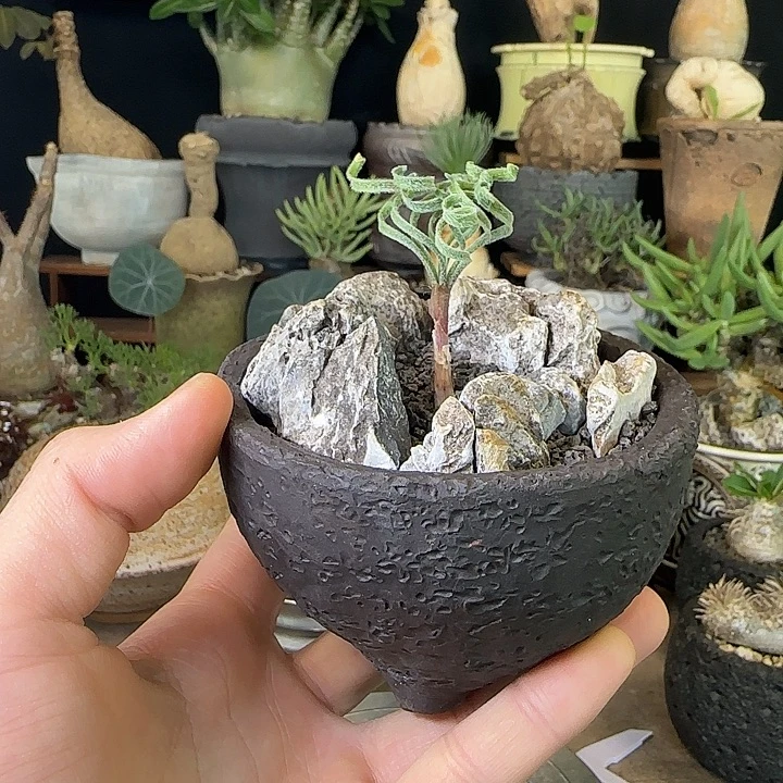 一物一拍老家弹簧草188gl