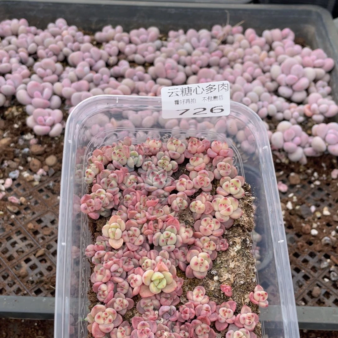 云糖心多肉植物726