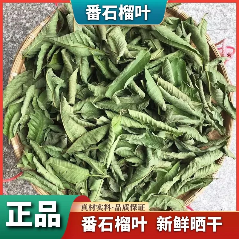 野生番石榴叶芭乐叶茶番石榴叶无糖泡水叶菜500g-1000g干货包邮