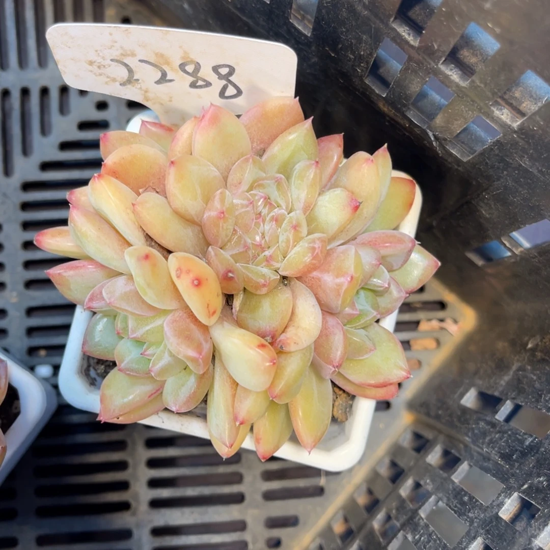 弑***熙老阿姨一物一拍2288