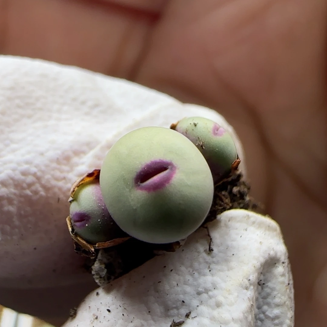 3-8-107当天满58包邮园艺小型红嘴0.7cm脱土