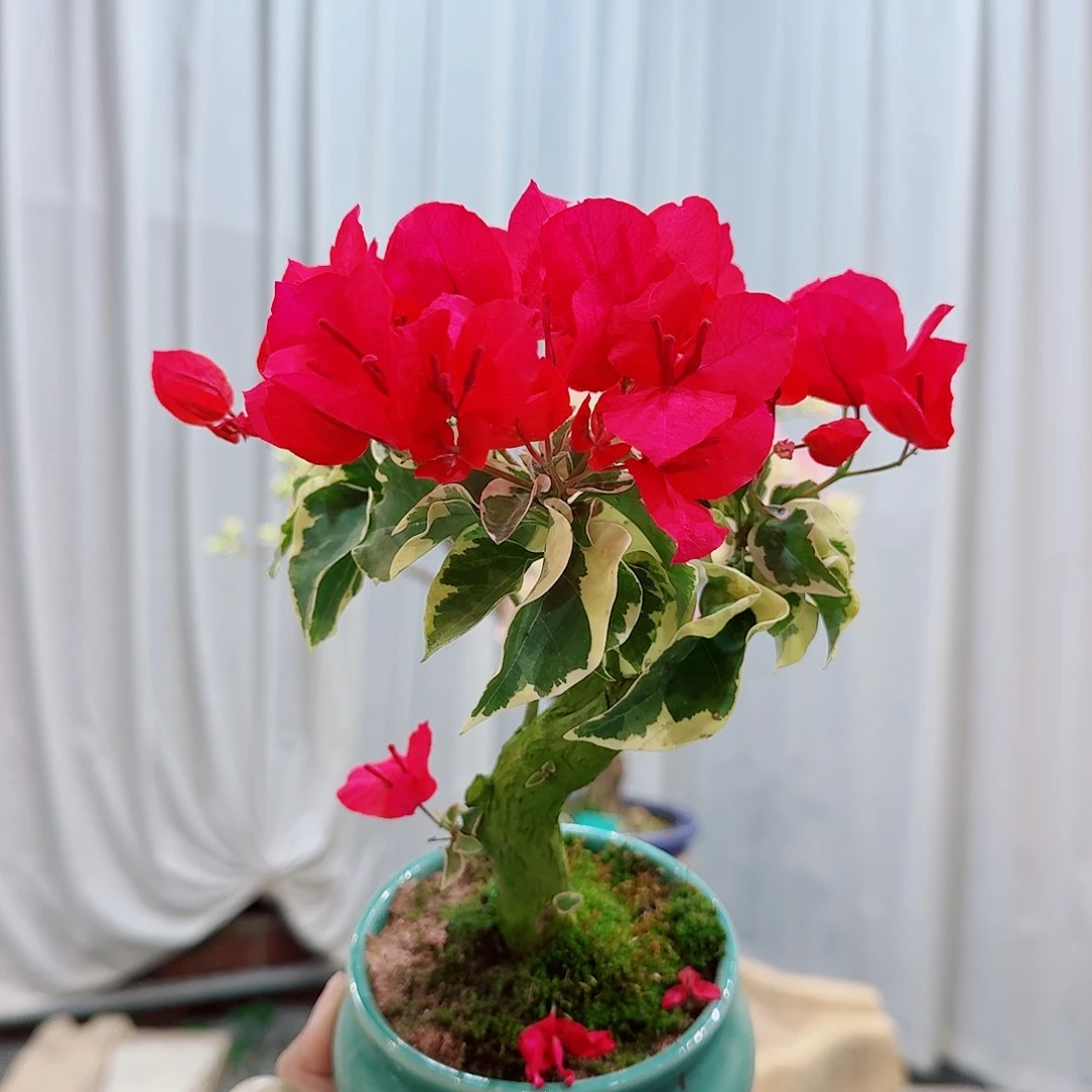 周***阳三角梅三角梅三角梅