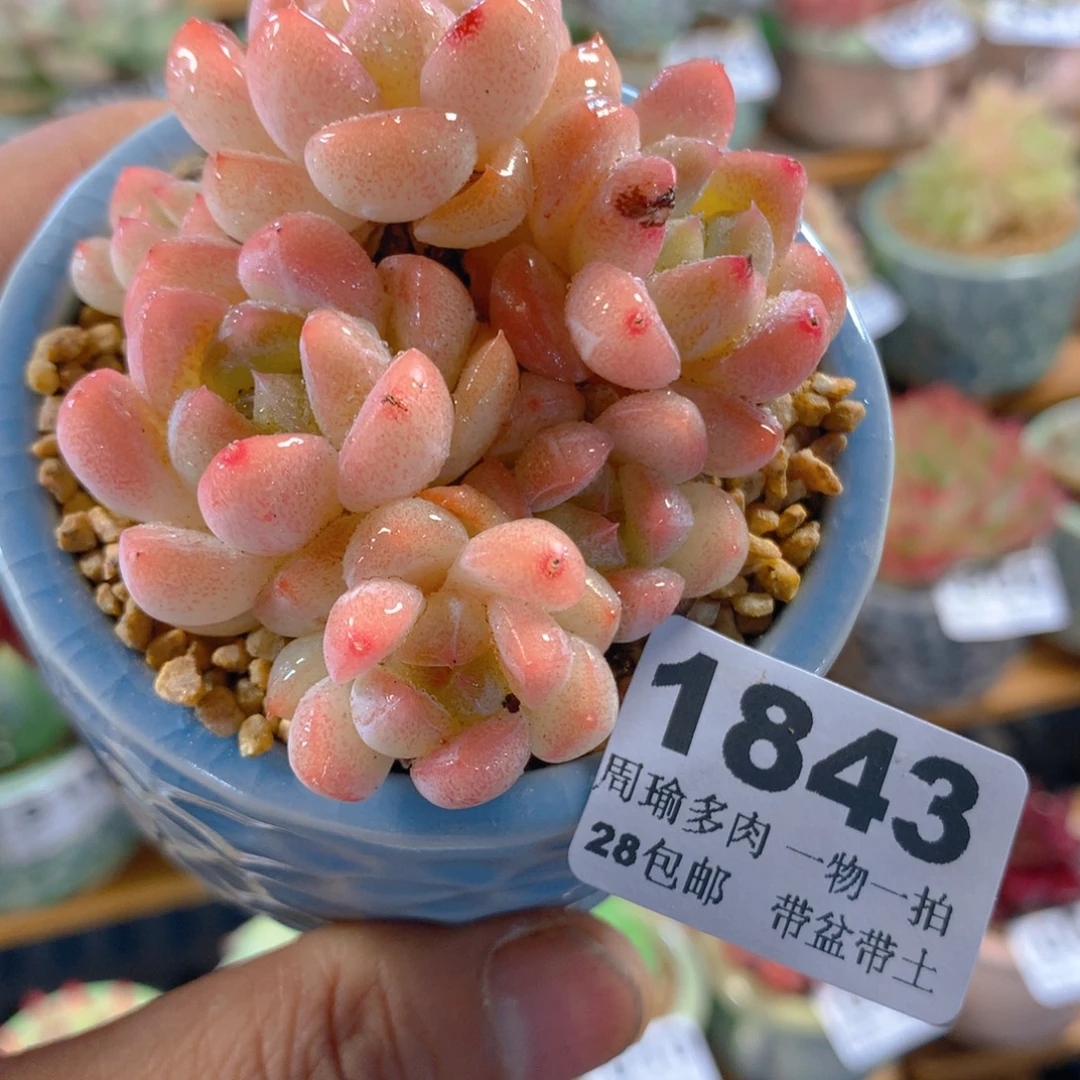 精控多肉植物1843