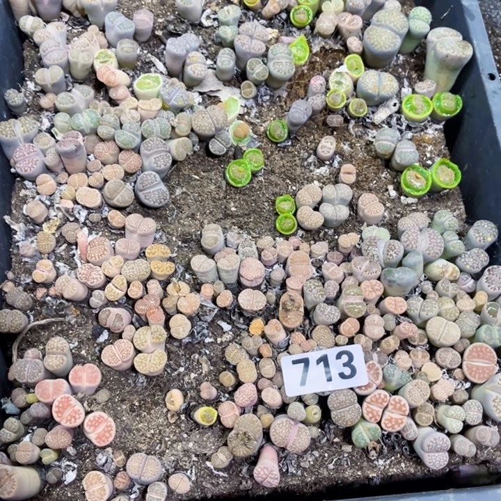 713 生石花一物一图如图