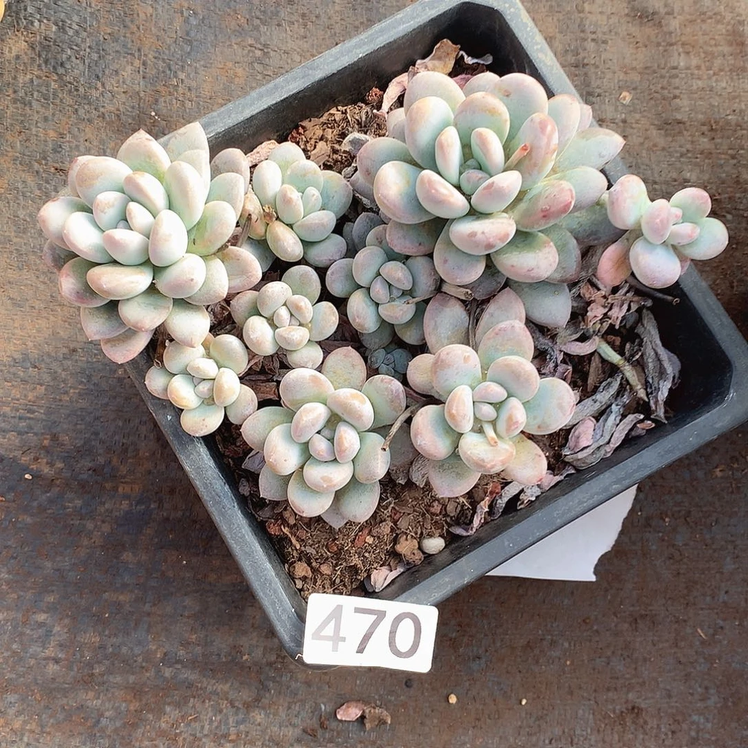 470香玉 一物一拍多肉