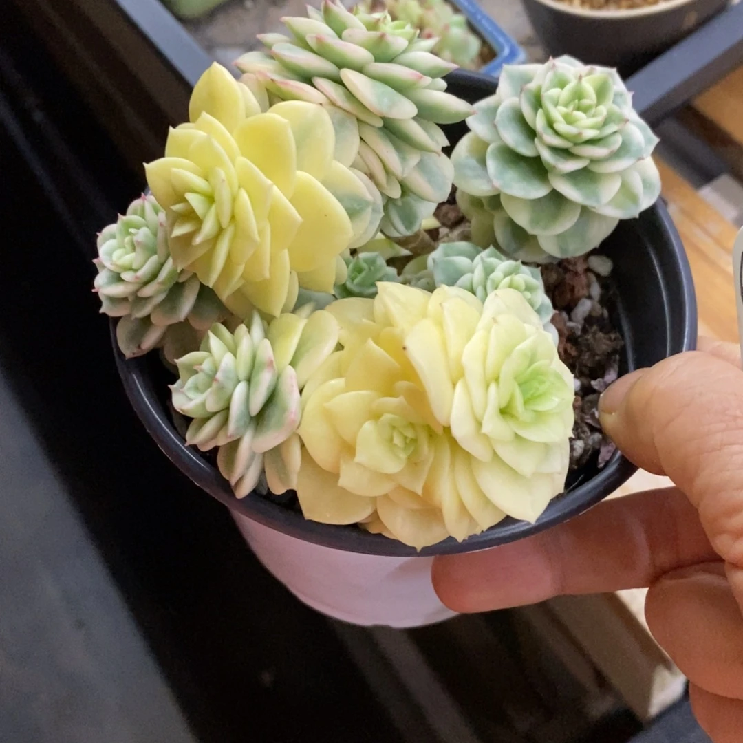 精品多肉一物一拍不包整61
