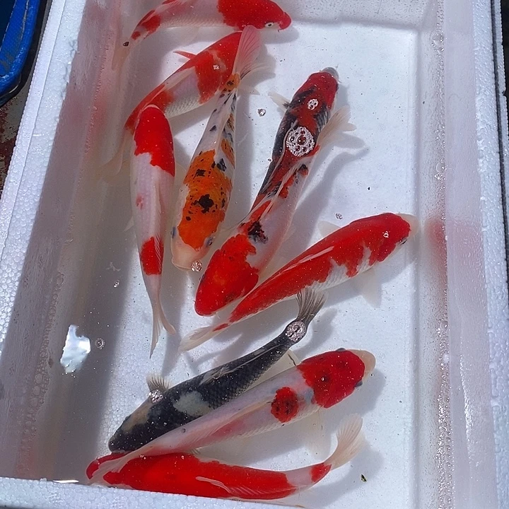 用***7锦鲤锦鲤活鱼开箱包活
