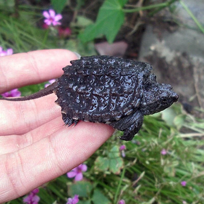 小鳄龟杂佛鳄龟苗恶霸龟鳄鱼龟食用北美鳄龟杂佛鳄龟暴刺佛鳄龟