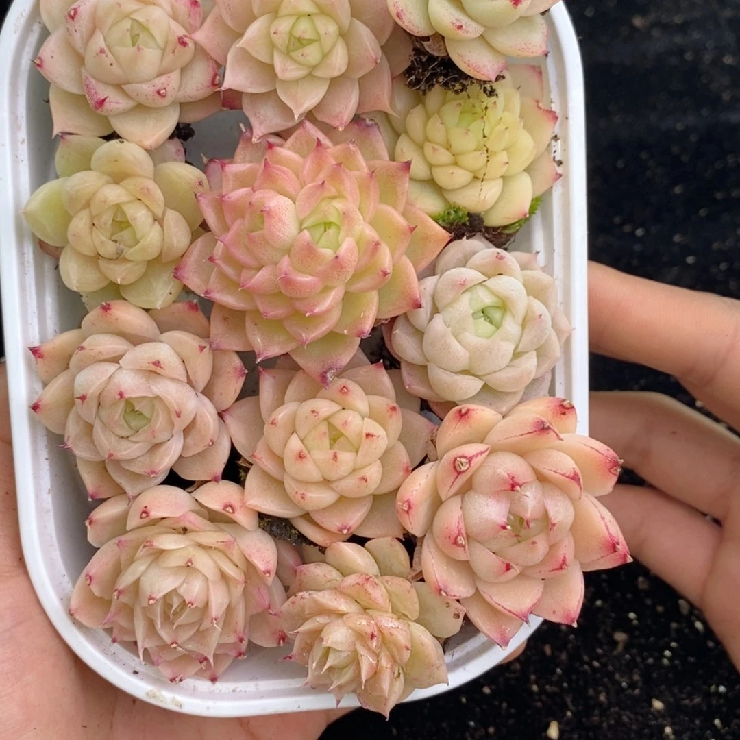 2-288 新疆西藏内蒙不发其他一单包邮两到三公分多肉