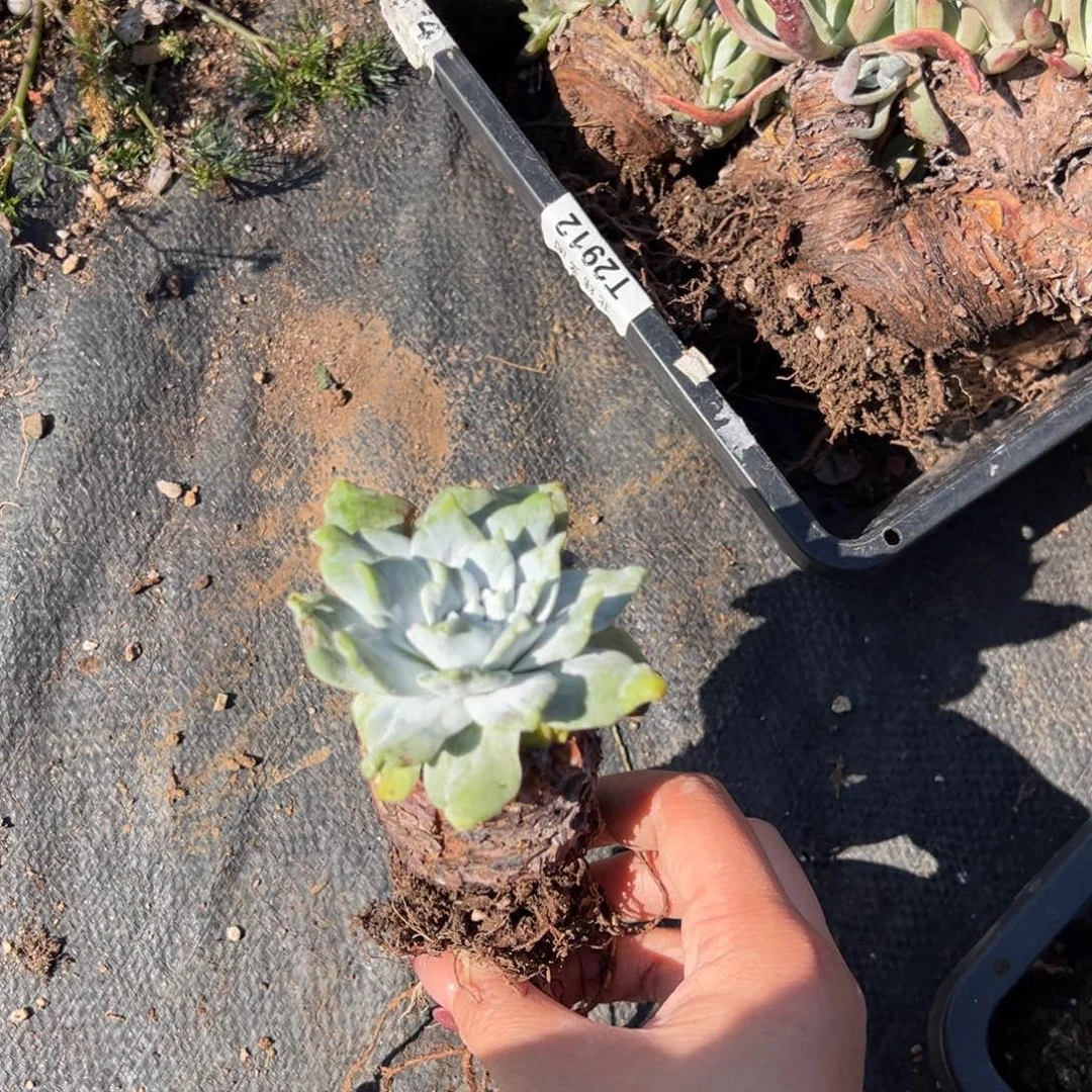 2243塞丽娜哈哈哈哈哈