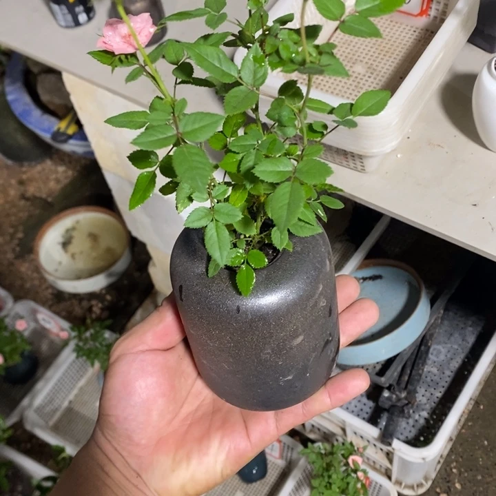用***4完全开放退款拉黑一物一拍70