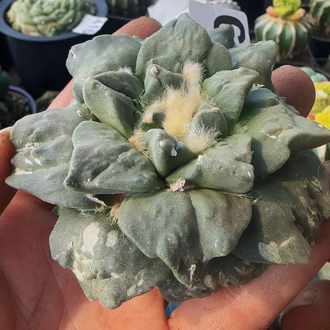 变尤青瓷682刚出根