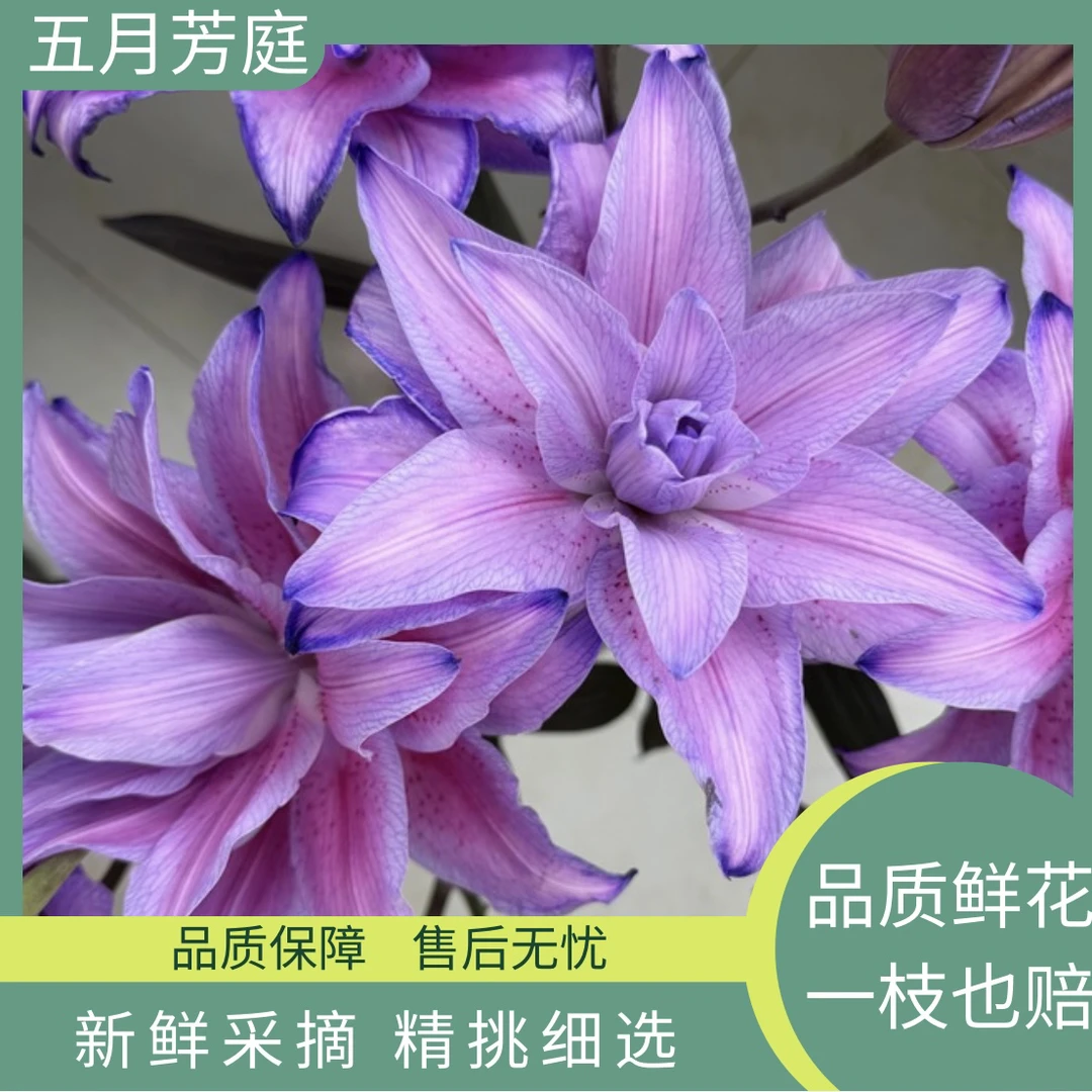 高级定制多头【紫精灵】霞多丽树吸色重瓣百合温柔浪漫独特的紫色系